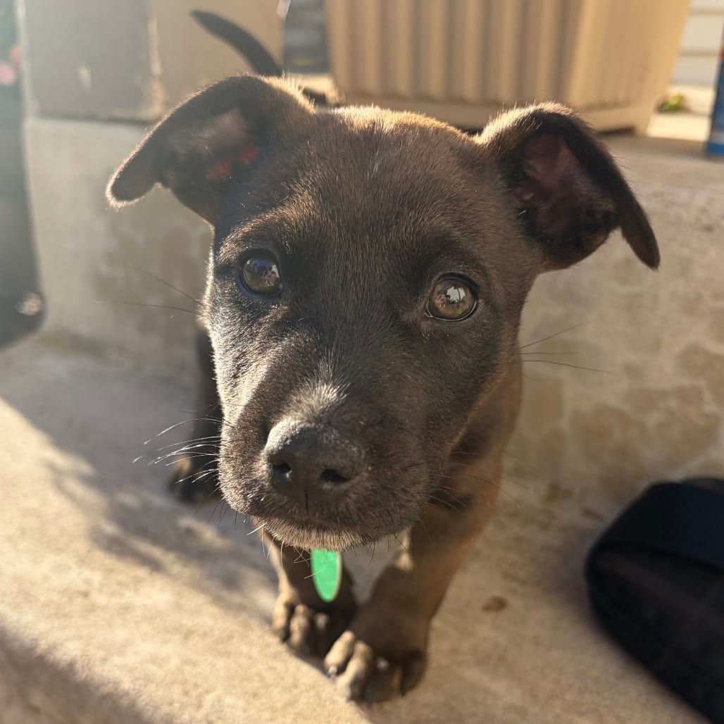 Photo of DiMaggio, adoptable Mixed Breed (Medium) in Buffalo, Minnesota