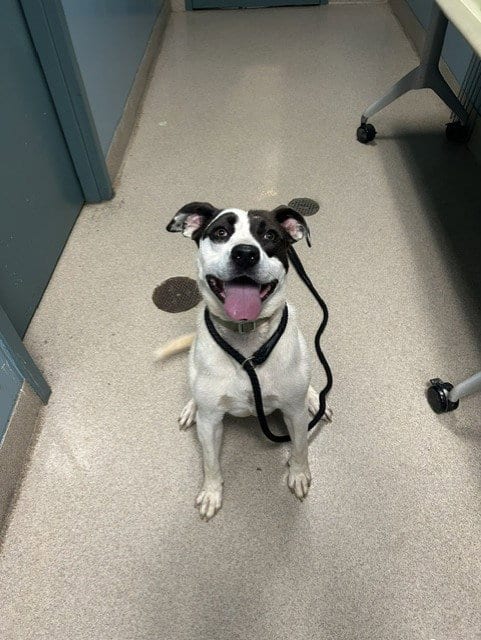 Photo of Domino, adoptable Labrador Retriever in Newton, North Carolina