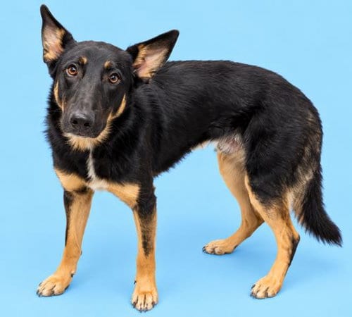 Photo of Colby, adoptable German Shepherd Dog in HESPERIA, California