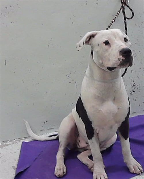 Photo of Marisa, adoptable Staffordshire Bull Terrier in Houston, Texas