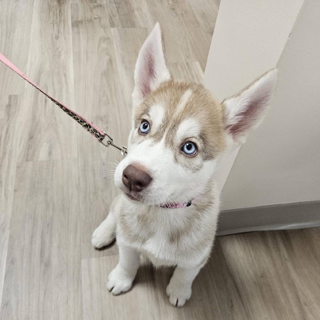 Photo of Zelda, adoptable Husky, Siberian in Patchogue, New York