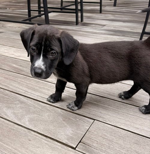 Photo of Lylah, adoptable Labrador Retriever in Tarrytown, Georgia