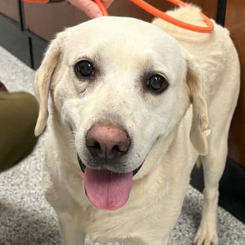Photo of Tweety, adoptable Labrador Retriever in Normal, Illinois