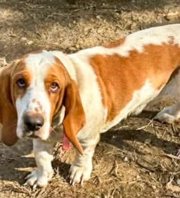 Photo of Carter, adoptable Basset Hound in Milmay, New Jersey