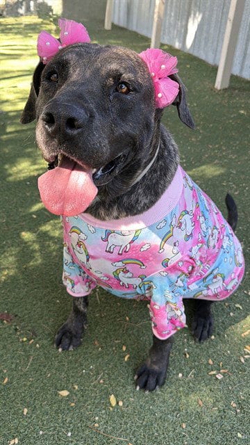 Photo of Melly, adoptable Mastiff in Lancaster, California