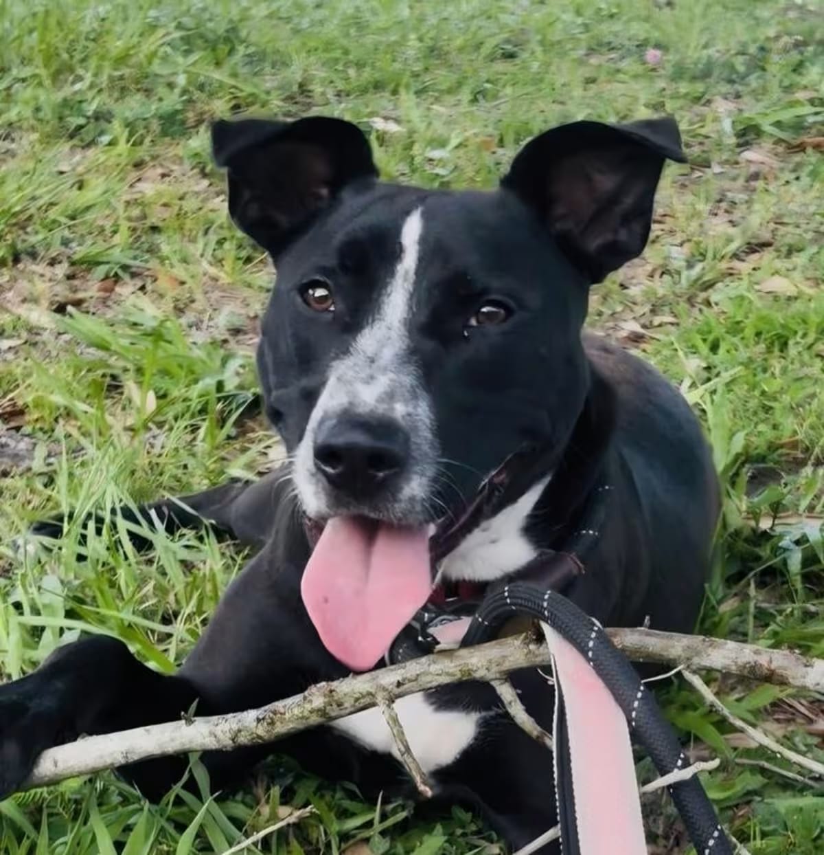 Photo of Onyx, adoptable Cattle Dog Terrier (Unknown Type, Small) in New Orleans, Louisiana
