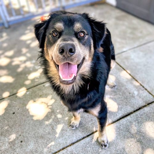 Photo of Oliver, adoptable Shepherd in Oakland, California