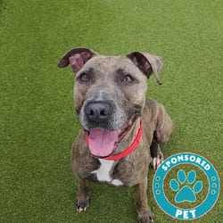 Photo of Rylee, adoptable American Bulldog in Lakeland, Florida