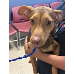 Photo of Chocolate 2, adoptable Terrier (Unknown Type, Medium) in Doral, Florida