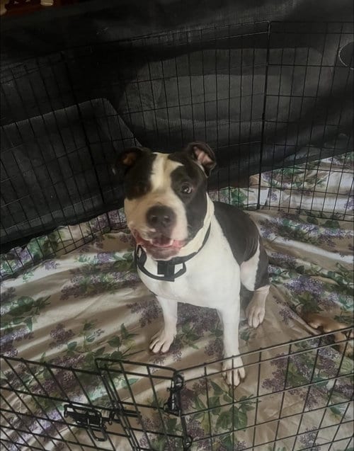 Photo of Maverick, adoptable American Pit Bull Terrier in Woodland, California