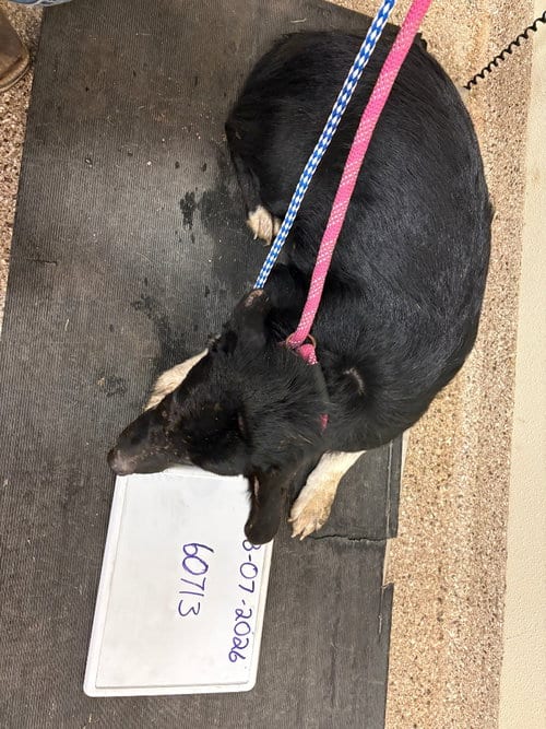 Photo of Falcon, adoptable Border Collie in Great Bend, Kansas