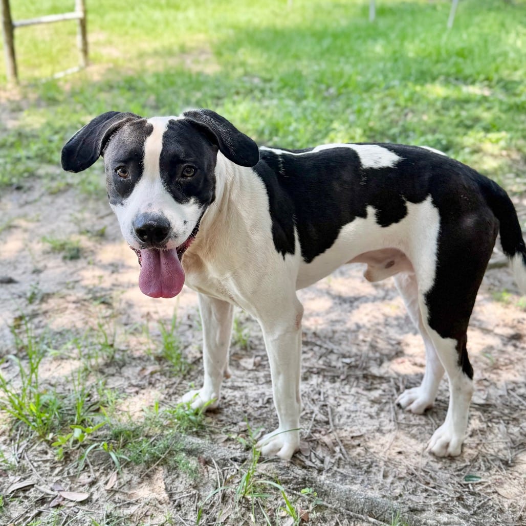 Photo of Xiang Xiang, adoptable Mixed Breed (Large) in Milton, Florida