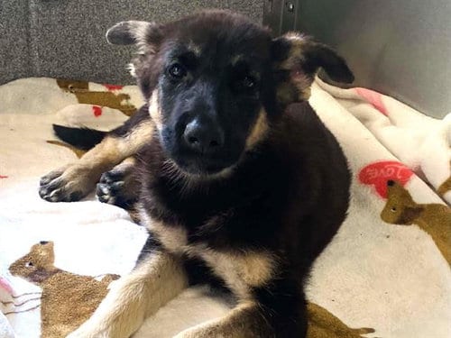 Photo of Windy, adoptable German Shepherd Dog in Orange, California