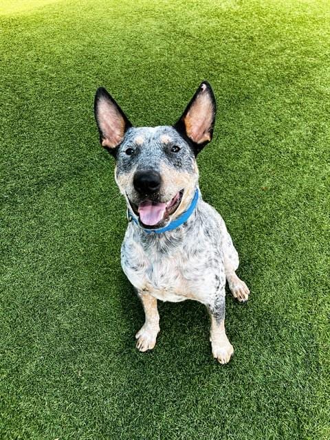 Photo of Rancher, adoptable Bull Terrier in Dallas, Texas