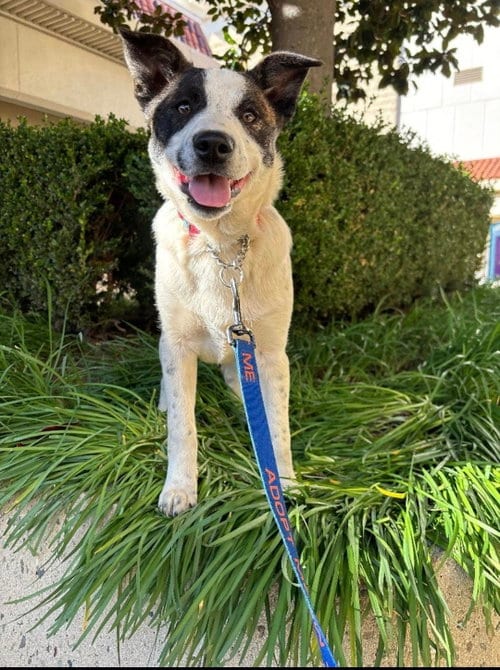 Photo of Brandi, adoptable Border Collie in Fresno, California