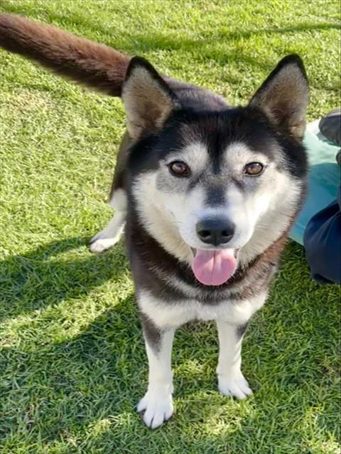 Photo of Nova, adoptable Siberian Husky in San Bernardino, California