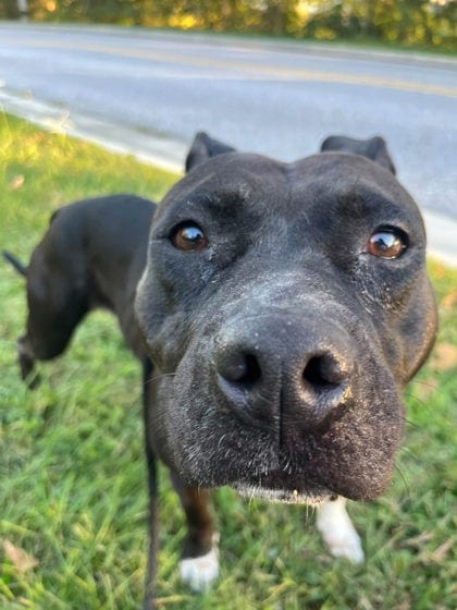 Photo of Carly Bakery, adoptable dog in Baltimore, Maryland