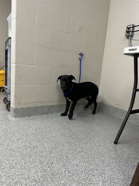 Photo of Mojo Jojo, adoptable Labrador Retriever in Pasadena, Texas