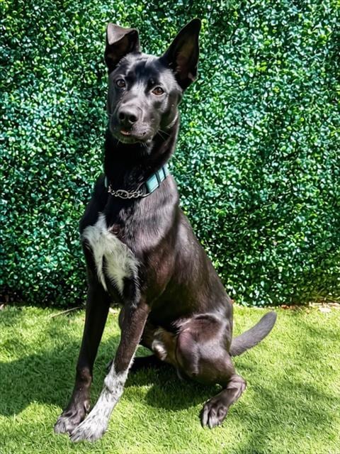 Photo of Sonic, adoptable Pointer in Naples, Florida