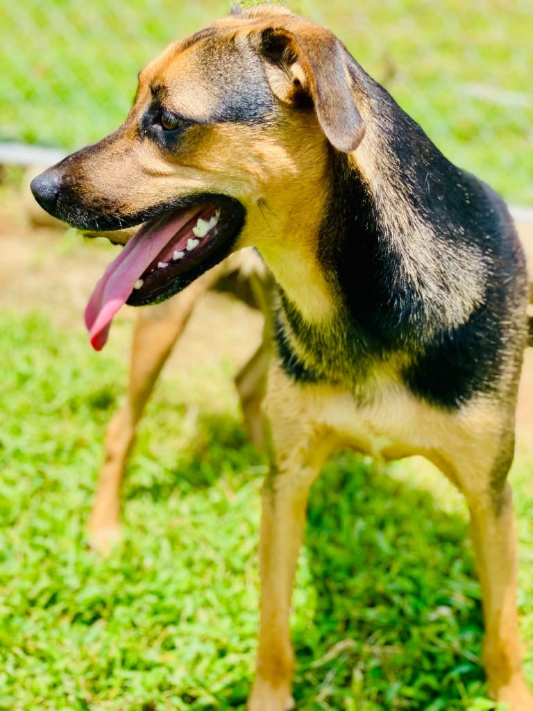 Photo of Molly, adoptable Mixed Breed in Chickamauga, Georgia
