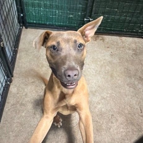 Photo of Tiffany, adoptable Terrier, Pit Bull / Mix in East Hanover, New Jersey