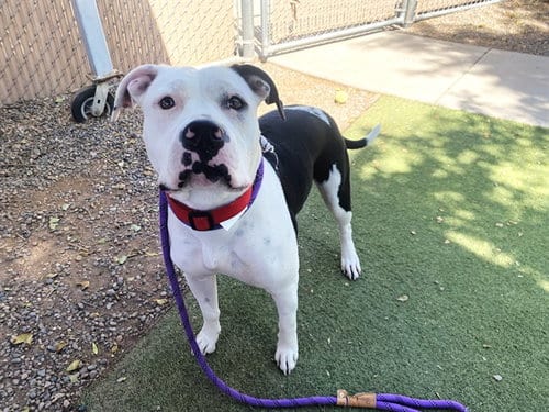 Photo of Princess, adoptable American Pit Bull Terrier in Phoenix, Arizona