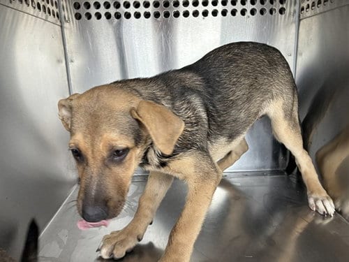 Photo of Briskette, adoptable German Shepherd Dog in Phoenix, Arizona