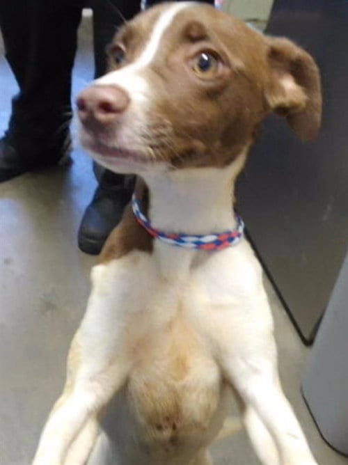 Photo of Sprinkle, adoptable Chihuahua in Tulsa, Oklahoma