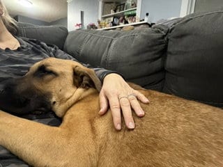 Photo of Zeppelin, adoptable Great Dane in Brooklyn Center, Minnesota