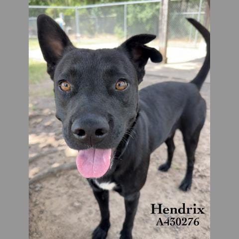 Photo of Hendrix, adoptable Labrador Retriever in Conroe, Texas