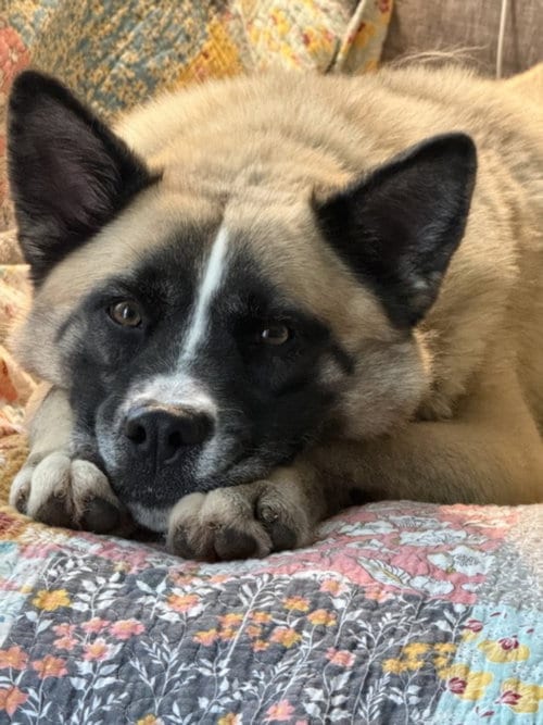 Photo of Phoenix, adoptable Akita in Chapel Hill, North Carolina