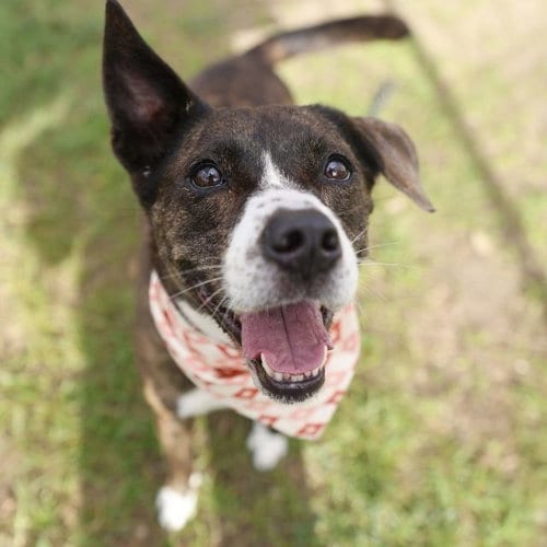 Photo of Hershey, adoptable American Staffordshire Terrier in San Antonio, Texas