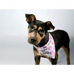 Photo of Vivian, adoptable German Shepherd Dog in Ft Lauderdale, Florida