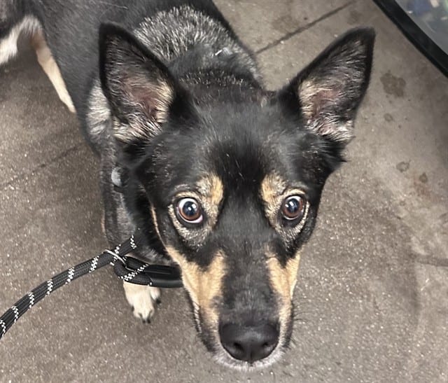 Photo of Brooke, adoptable dog