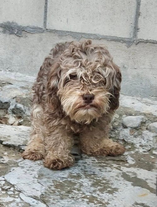 Photo of Choco, adoptable Poodle (T-Cup) in San Diego, California