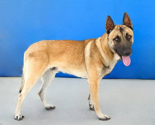 Photo of Wyatt, adoptable German Shepherd Dog in Baldwin Park, California