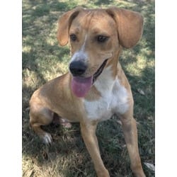 Photo of Chill, adoptable Golden Retriever in Texas City, Texas