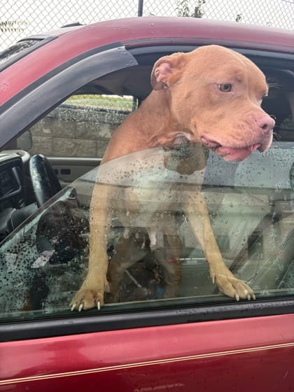 Photo of Ko Ko, adoptable dog in Atlanta, Georgia