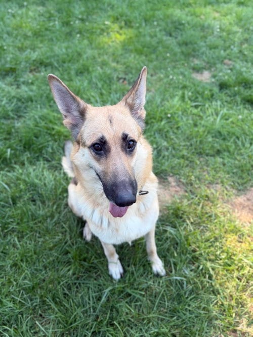 Photo of Remington, adoptable German Shepherd Dog in Lakemore, Ohio
