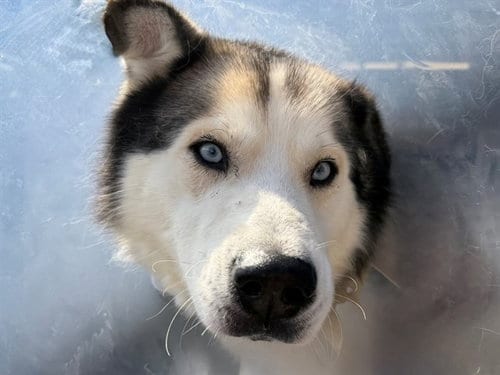 Photo of Muffin, adoptable Siberian Husky in Santa Rosa, California