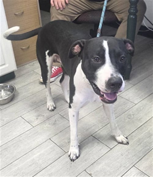 Photo of Joe D, adoptable Pit Bull Terrier in Lake Isabella, California