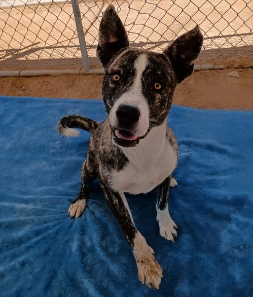 Photo of Ferb, adoptable Cattle Dog in Apple Valley, California