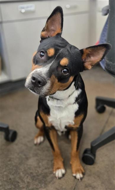 Photo of Brownie, adoptable Mixed Breed