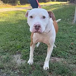 Photo of Brisket, adoptable American Bulldog Pit Bull Terrier in Washington, Georgia