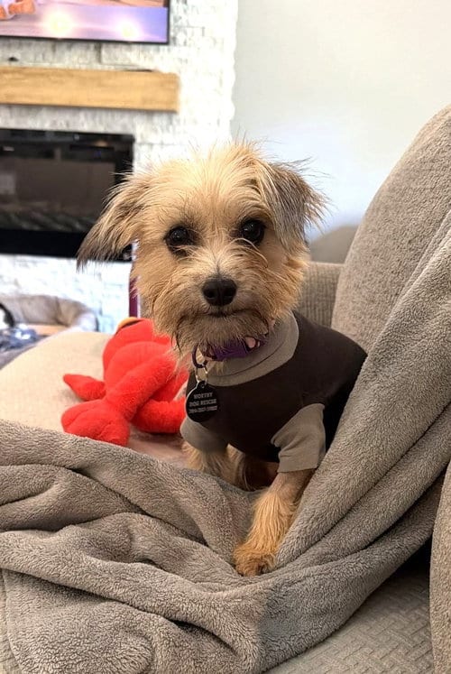 Photo of Penny, adoptable Terrier in Arlington, Virginia