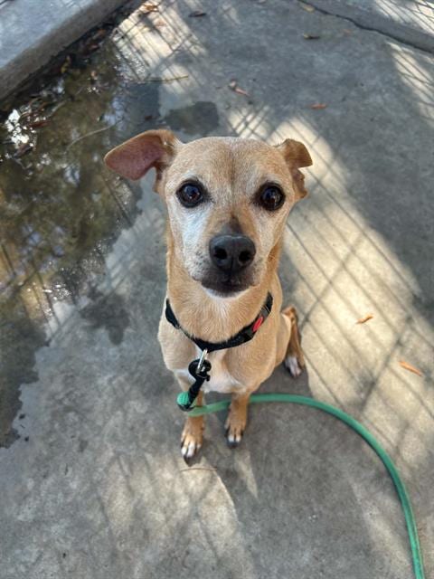 Photo of Gus, adoptable Chihuahua in Lodi, California