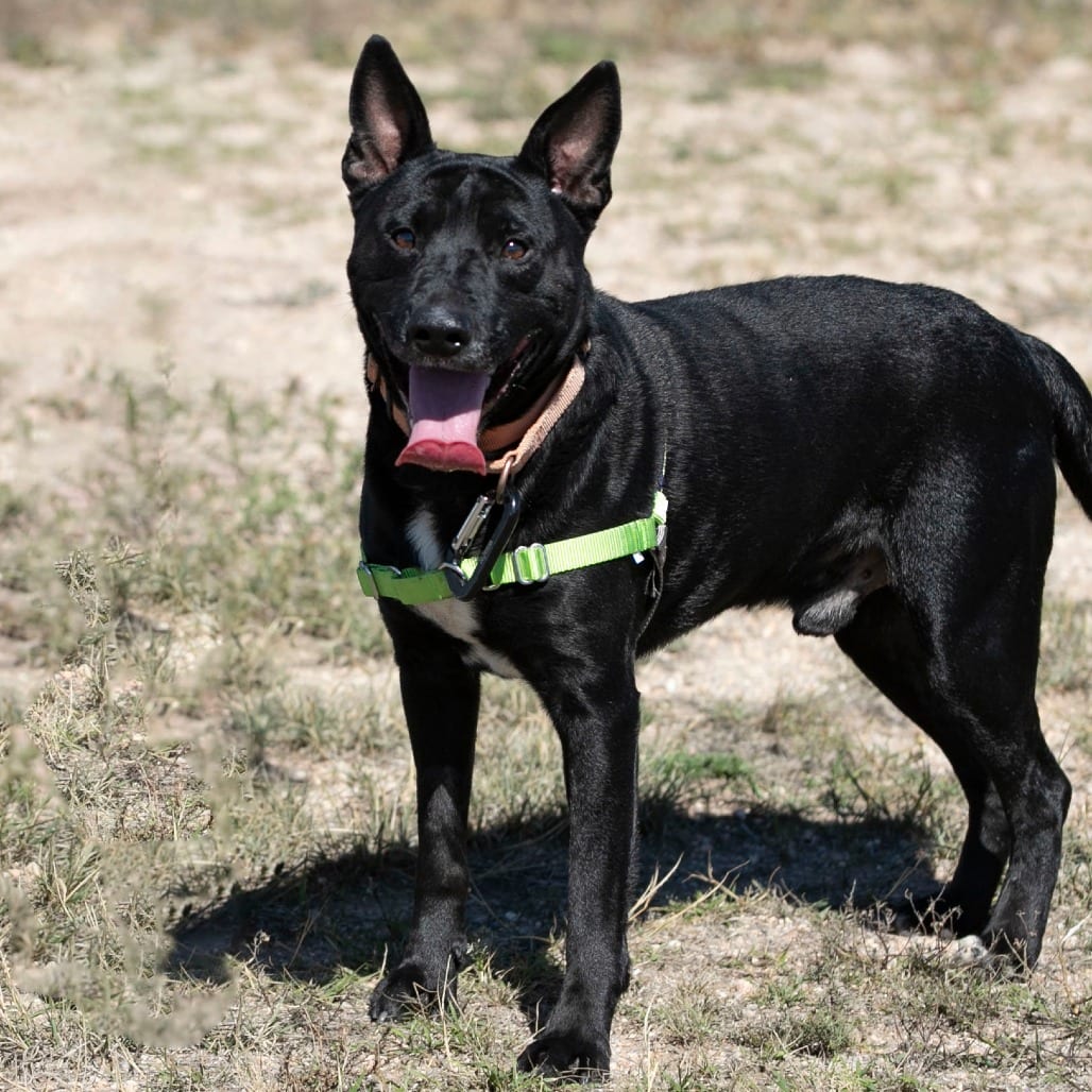 Photo of Sam (S26-25), adoptable Retriever, Labrador / Mixed Breed (Large) in Colorado Springs, Colorado