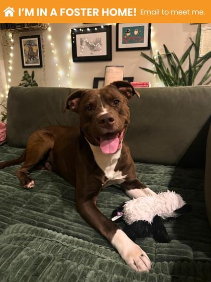 Photo of Duce (Duke), adoptable dog in Baltimore, Maryland