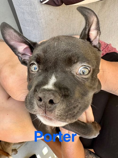 Photo of Dolly’s Dreamers - Porter, adoptable American Staffordshire Terrier in San Diego, California