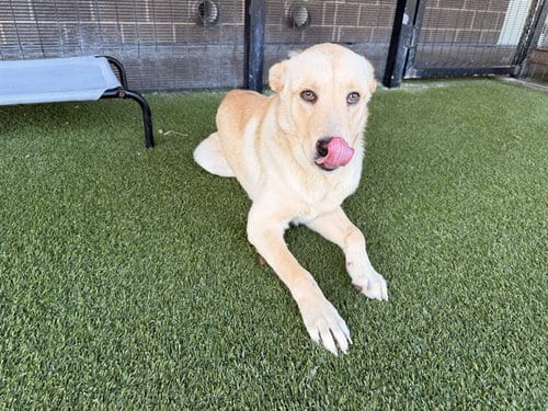 Photo of Zorro, adoptable Carolina Dog in Garland, Texas
